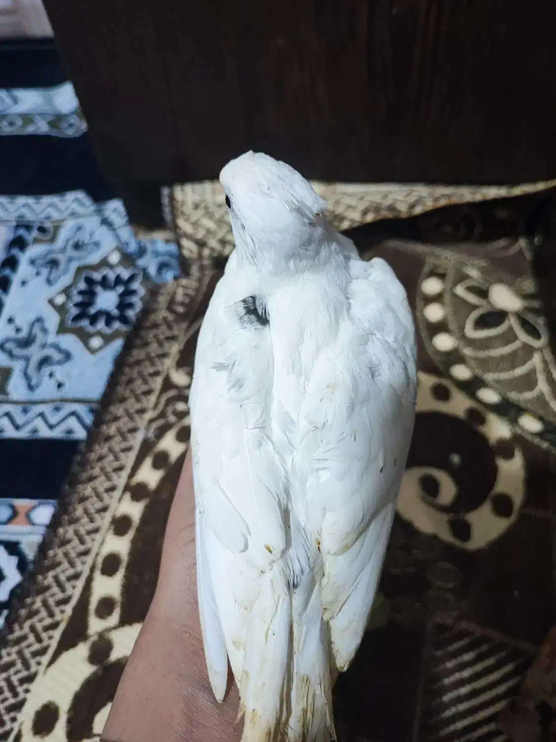 عروس هلندی|پرنده|لار, |دیوار