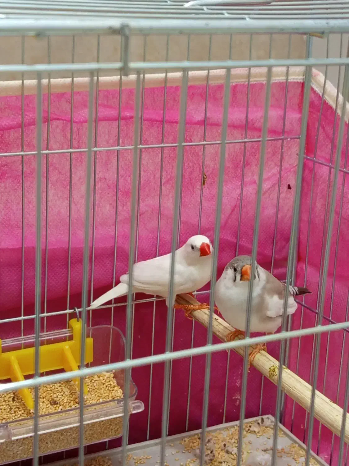 جفت فنچ مولد|پرنده|بوکان, |دیوار