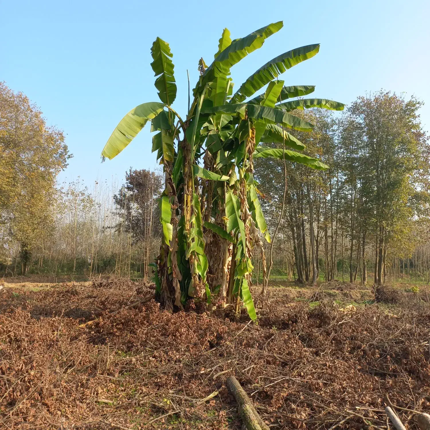 درخت موز|گل و گیاه طبیعی|تولم شهر, |دیوار