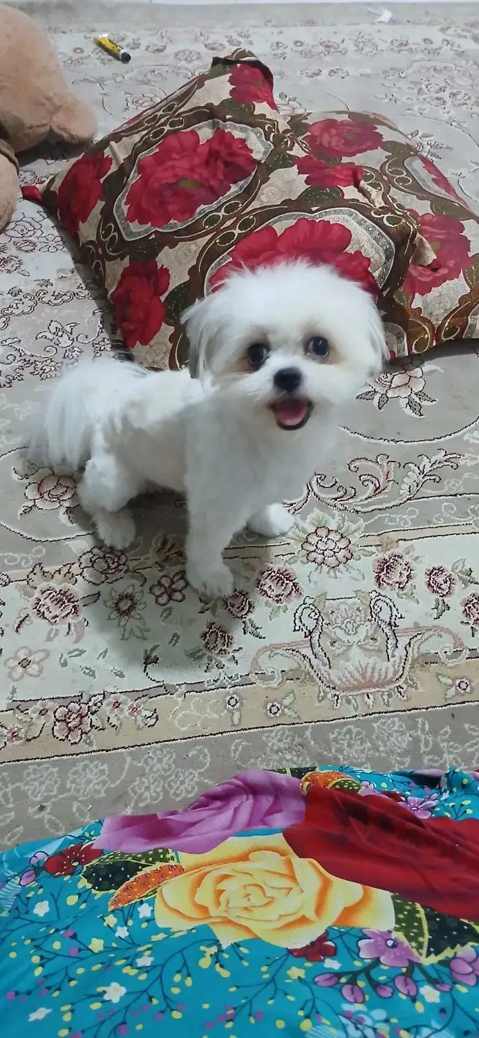 سگ بسیار آروم و بامزه|سگ|رشت, دیلمان|دیوار