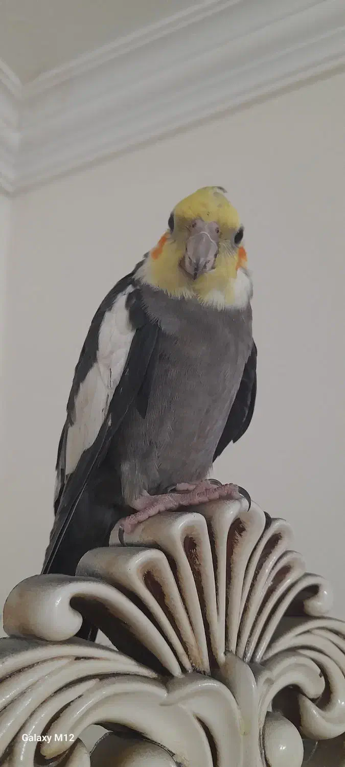 عروس|پرنده|مشهد, سپاد|دیوار