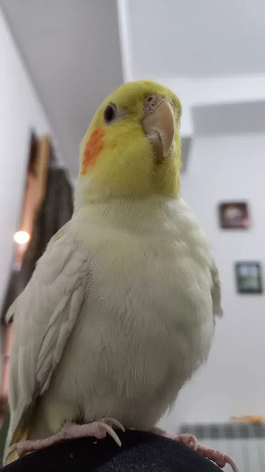 جفت مولد عروس هلندی|پرنده|شریف‌آباد, |دیوار