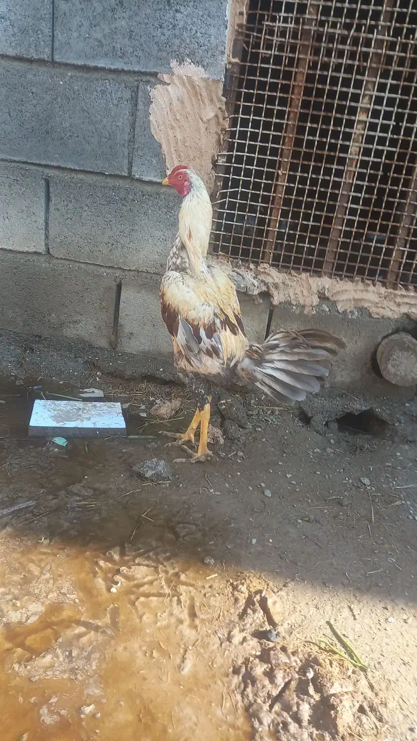 خروس|حیوانات مزرعه|میناب, |دیوار