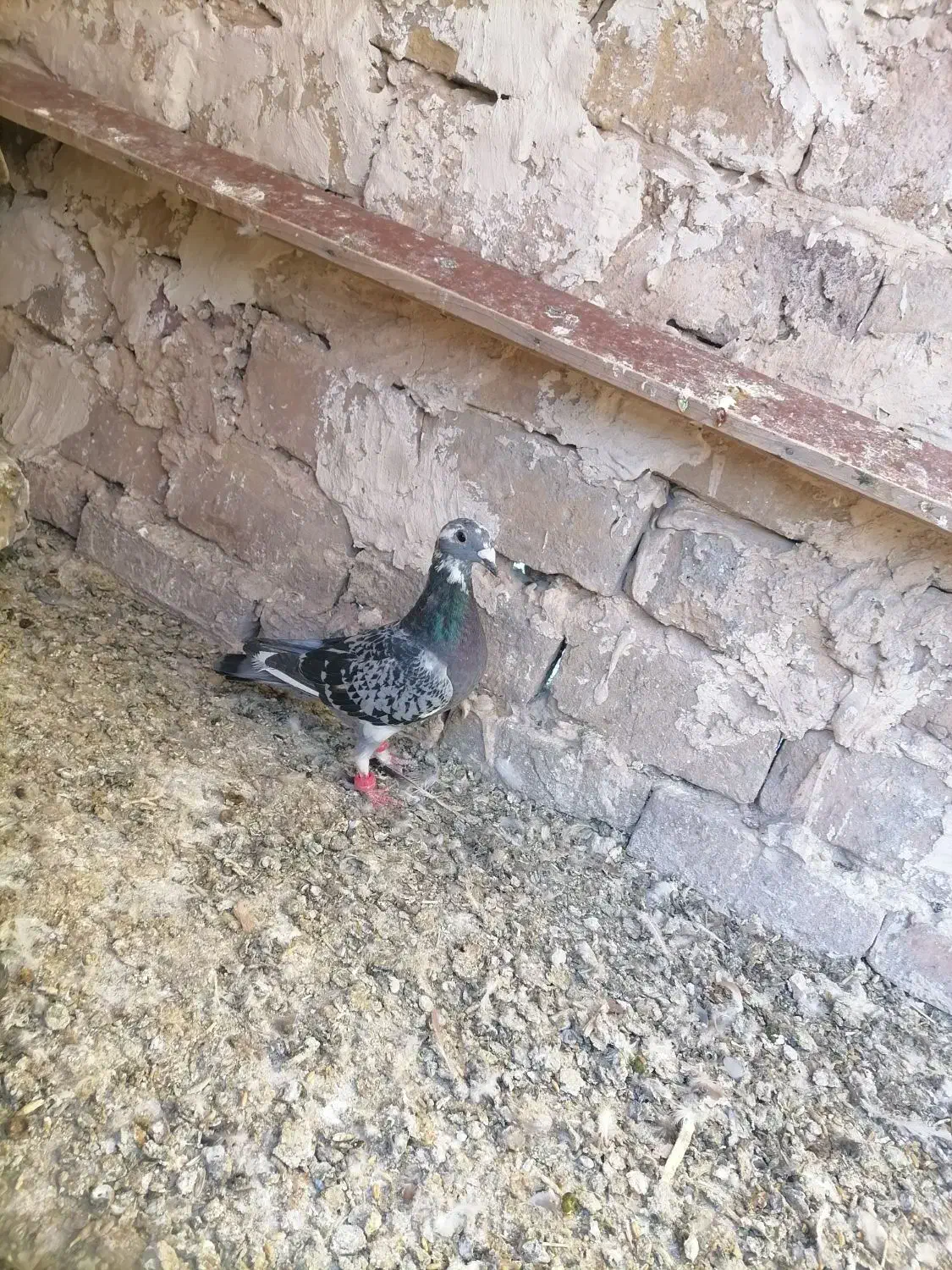 کفتر|پرنده|تربتحیدریه, پائین ولایت|دیوار