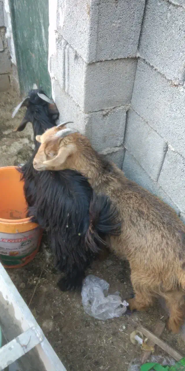 بز و کهره|حیوانات مزرعه|بهبهان, |دیوار