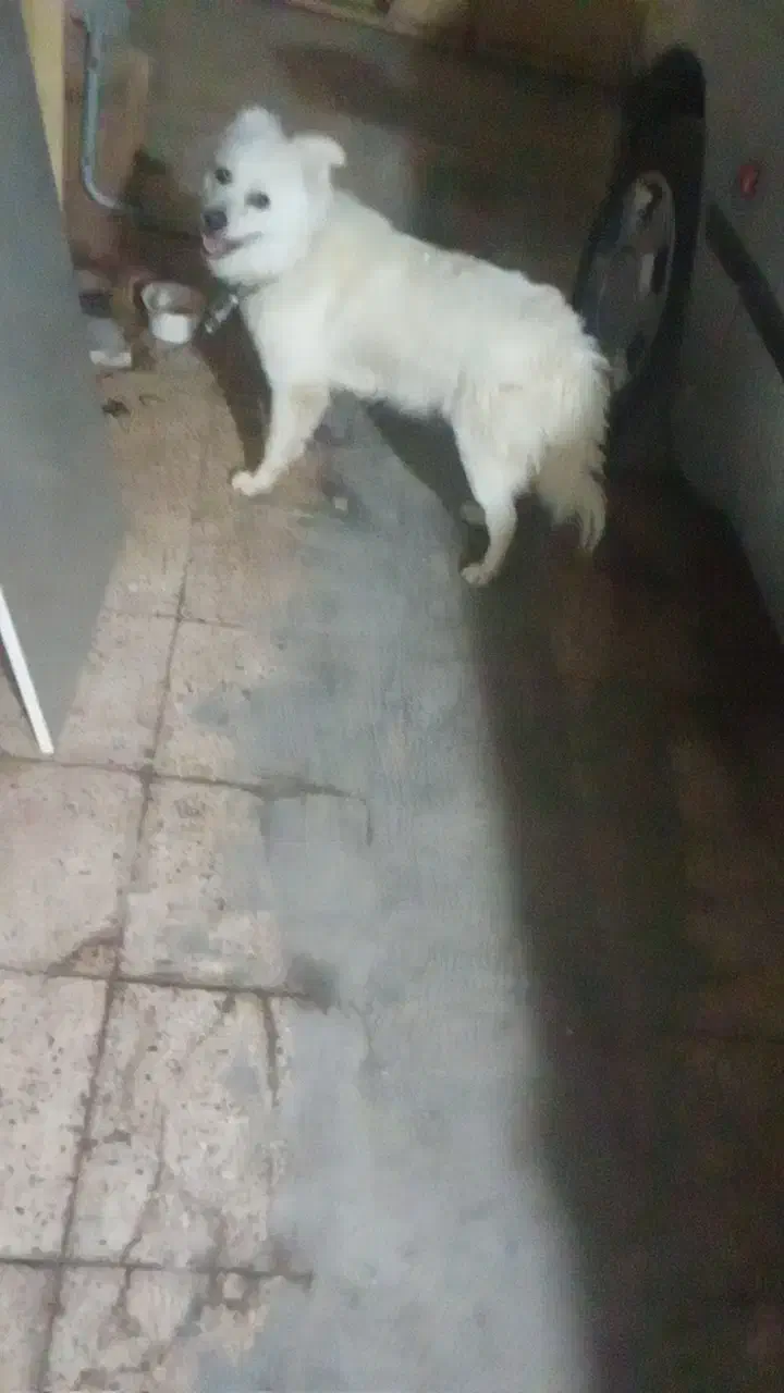 سگ اشپیز|سگ|بندرعباس, |دیوار