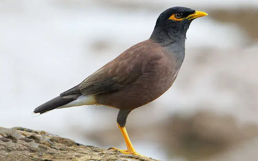 یک عدد مینا پرنده سخنگو|پرنده|کوهدشت, |دیوار