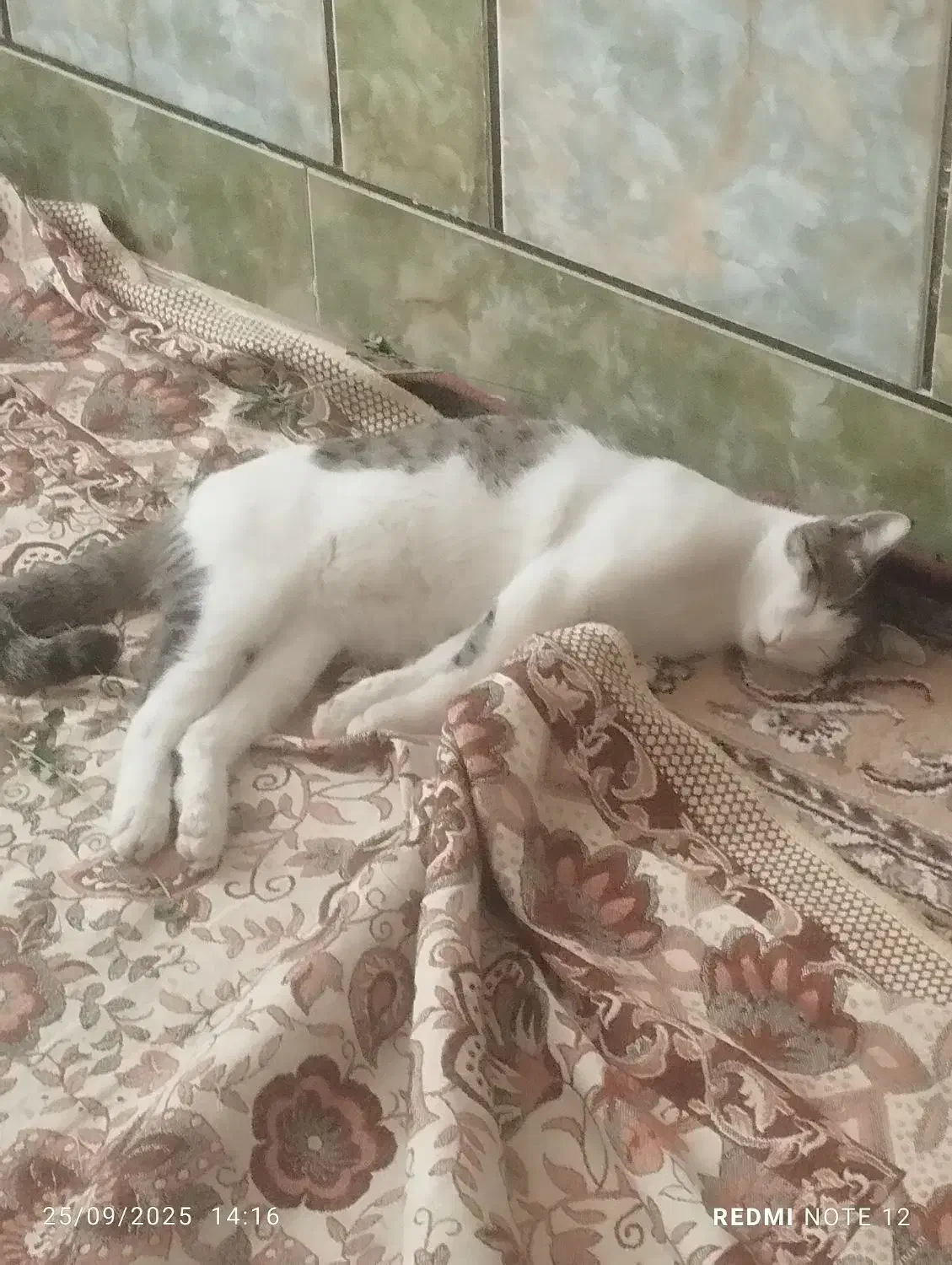 گربه|گربه|زاهدان, |دیوار