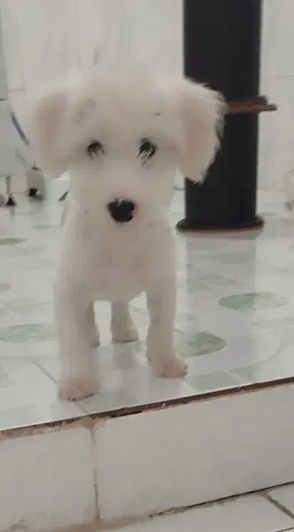 سگ یک و نیم میلیون با وسایل تخفیف دارد|سگ|شوشتر, |دیوار