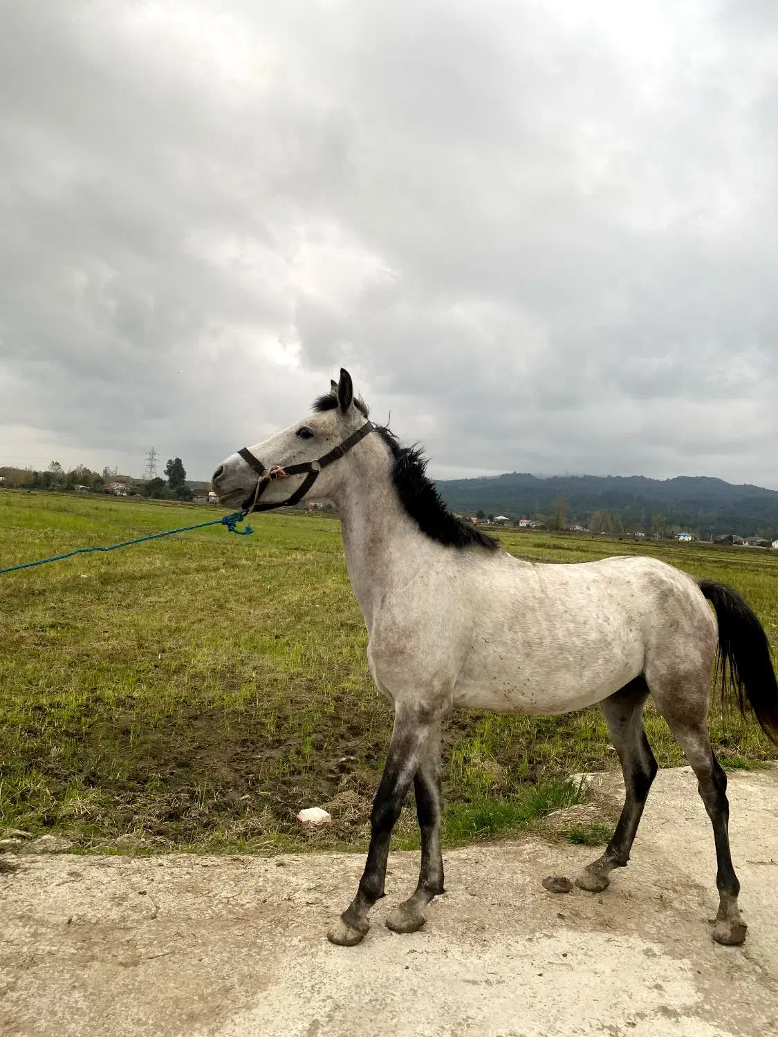 اسب نریون پنج سال|اسب و تجهیزات اسبسواری|پرهسر, |دیوار