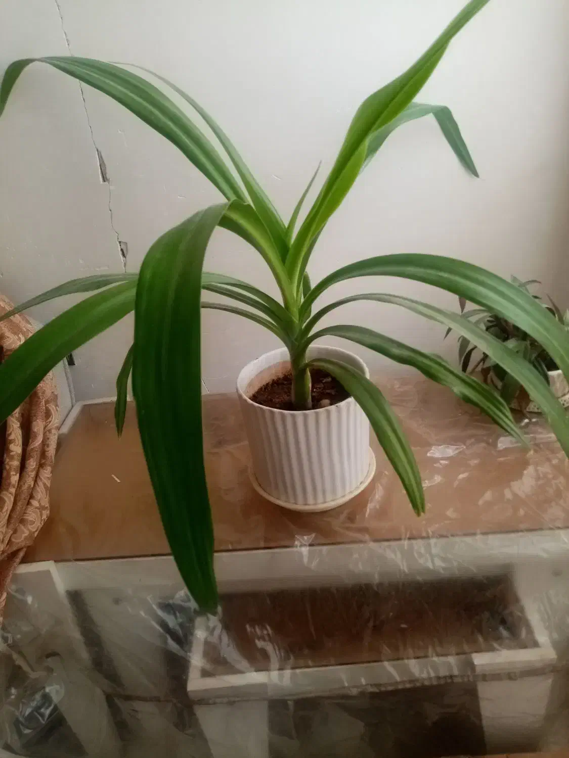 گل شاداب گلدان6تا|گل و گیاه طبیعی|نیشابور, هفده شهریور|دیوار