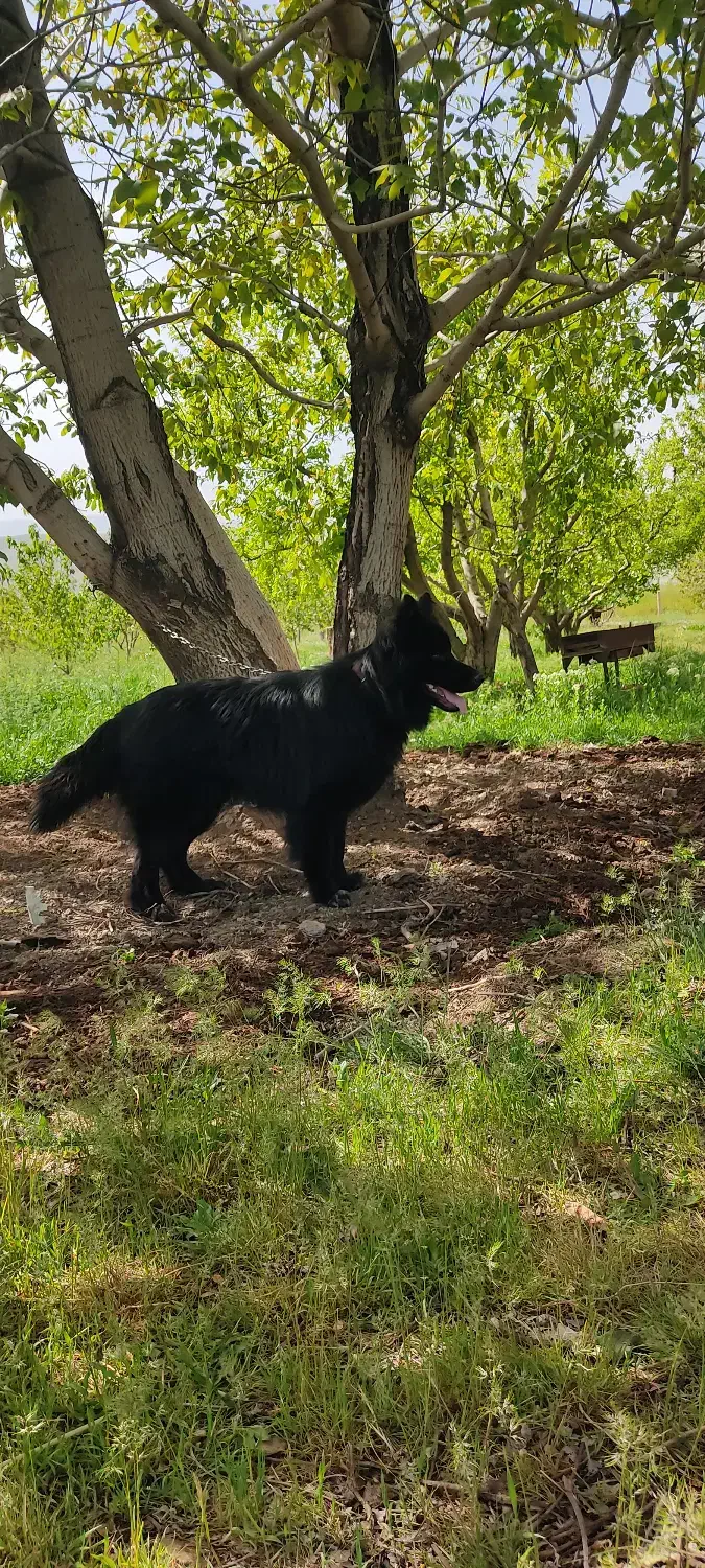 ژرمن|سگ|سقز, |دیوار