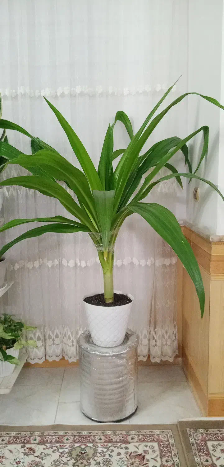 سلام گل سوسن عنکبودی بزرگ سر حال|گل و گیاه طبیعی|نیشابور, بزرگمهر|دیوار