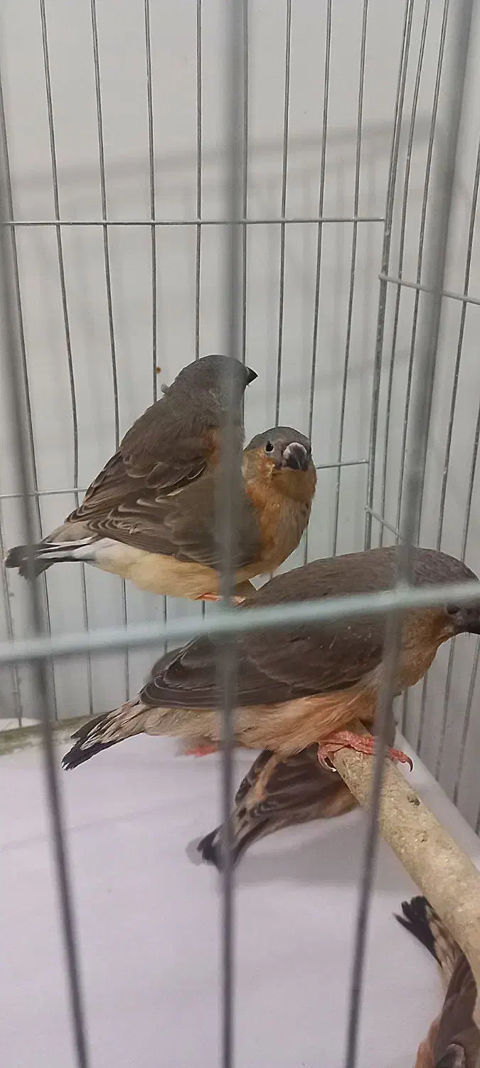 فنچ زبرا فول اورنج خالص هاف اورنج ماده تک موجوده|پرنده|پاکدشت, خاتون آباد|دیوار