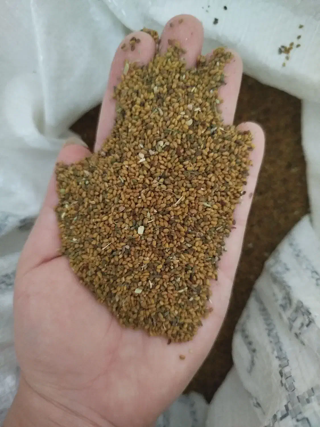 تخم یونجه|خدمات باغبانی و درختکاری|جنت, |دیوار