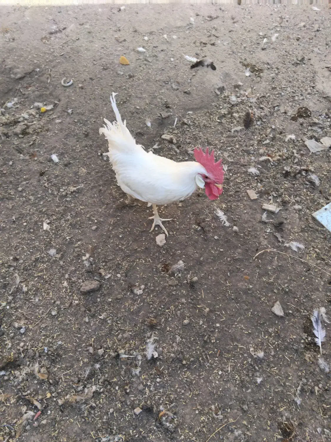 خروس|حیوانات مزرعه|برخوار, |دیوار