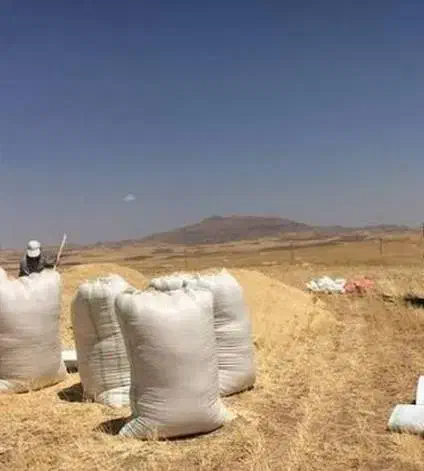 فروش کاه بصورت کیسه گرفته کیلویی|خدمات باغبانی و درختکاری|شوشتر, |دیوار