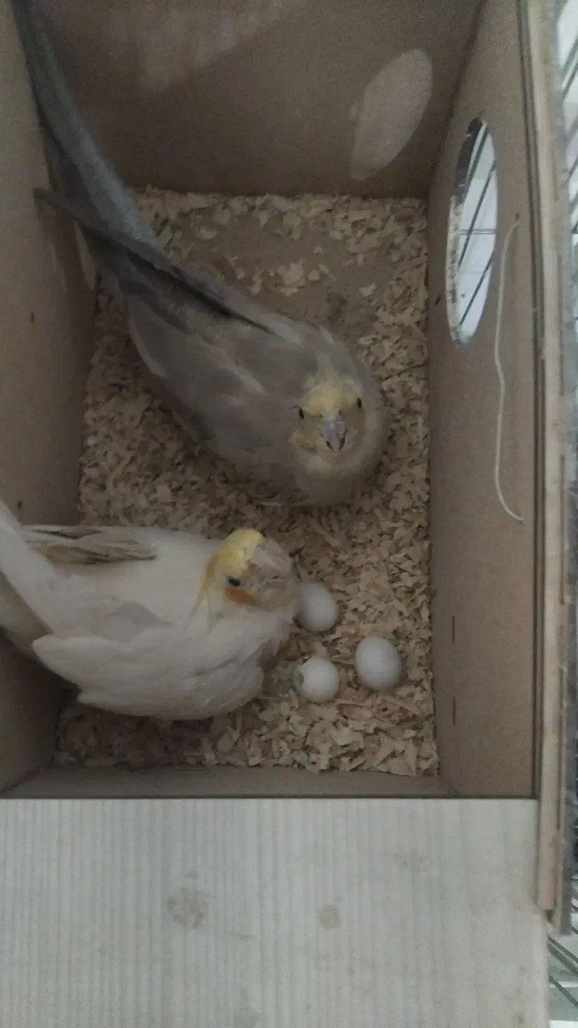 عروس هلندی|پرنده|رباط‌کریم, رباط‌کریم|دیوار