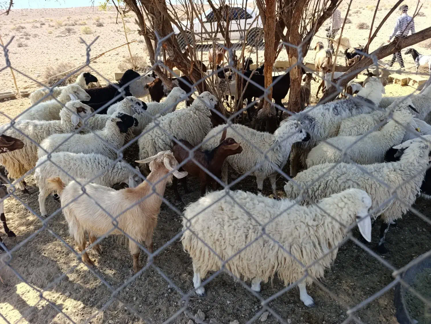 سلام ودرود فروش فوری تعداد55راس،بزصلاله اصل ومیش|حیوانات مزرعه|حاجی آباد, |دیوار