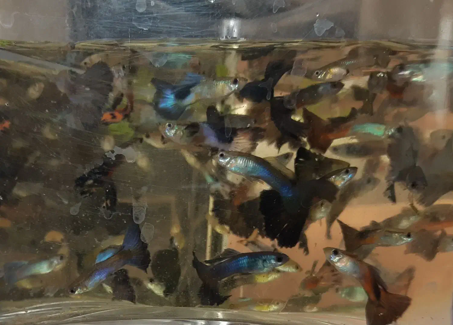 ماهی گوپی|ماهی|شیراز, شهرک فرهنگیان|دیوار