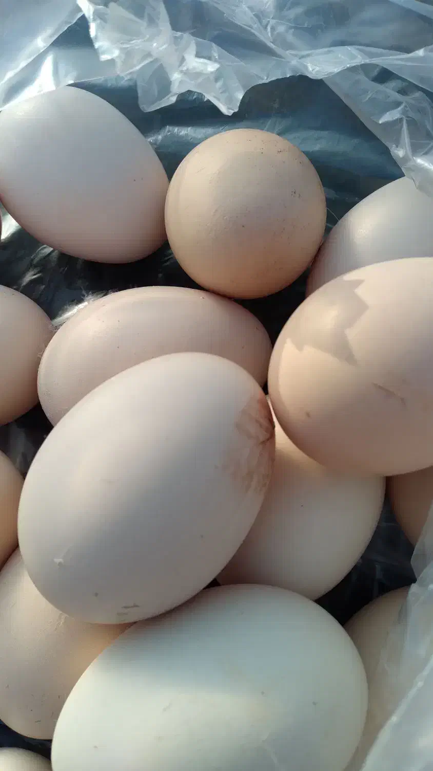 تخم مرغ محلی ارگانیک|خوردنی و آشامیدنی|آق قلا, |دیوار