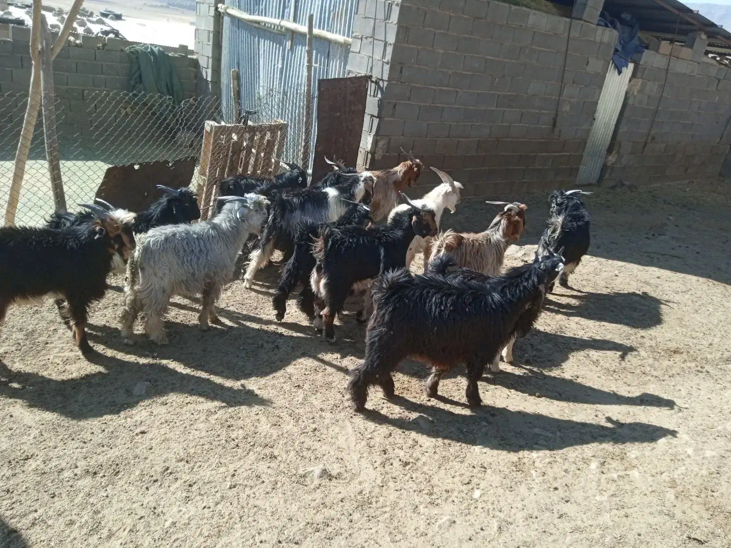 ۵ راس کهره نر چاق|حیوانات مزرعه|بانش, |دیوار