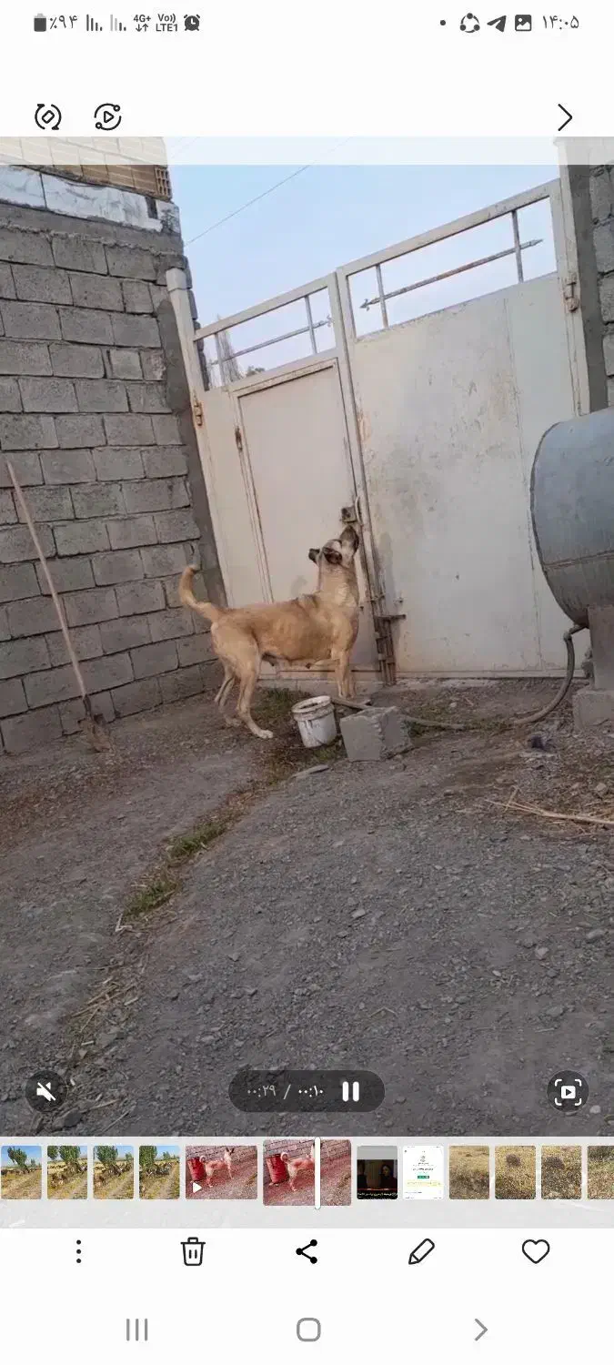 گم شدن سگ|سگ|الیگودرز, |دیوار