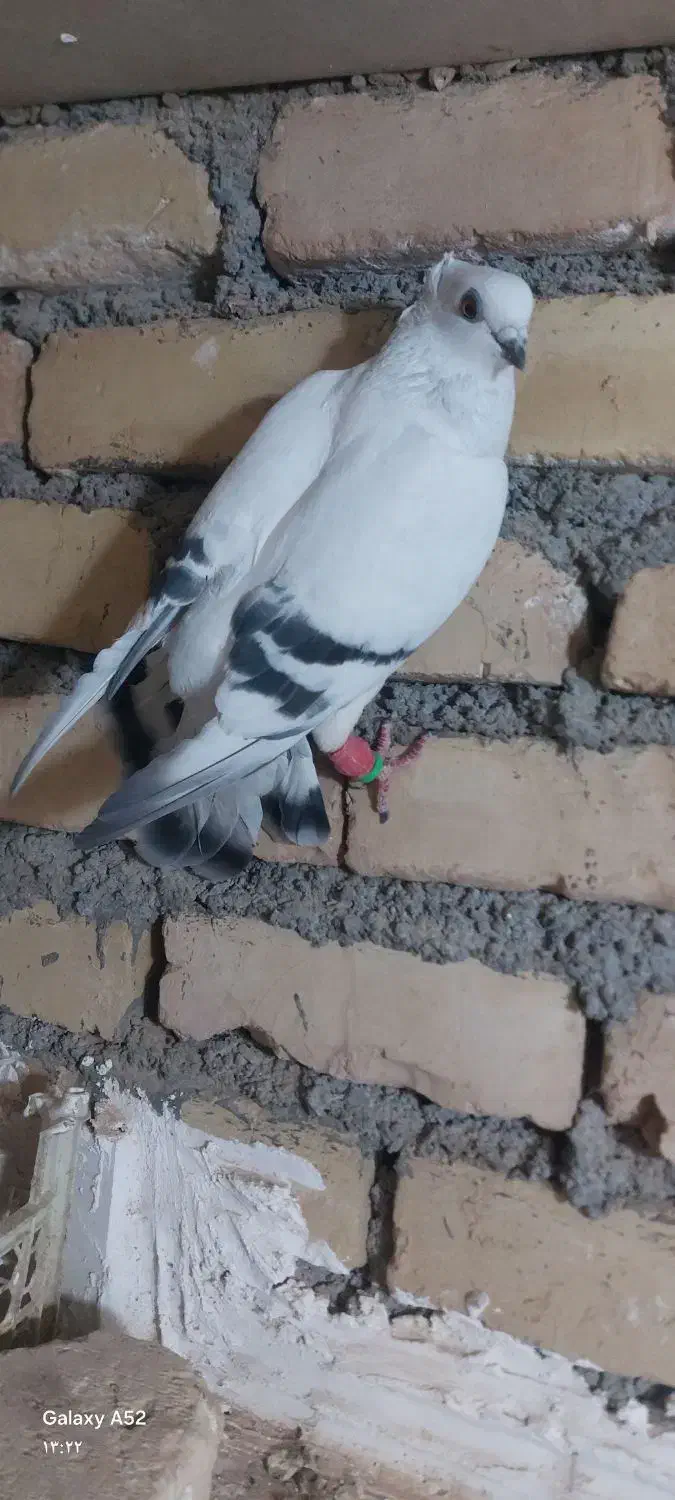 شامی عروسک نر|پرنده|شهرآباد, |دیوار