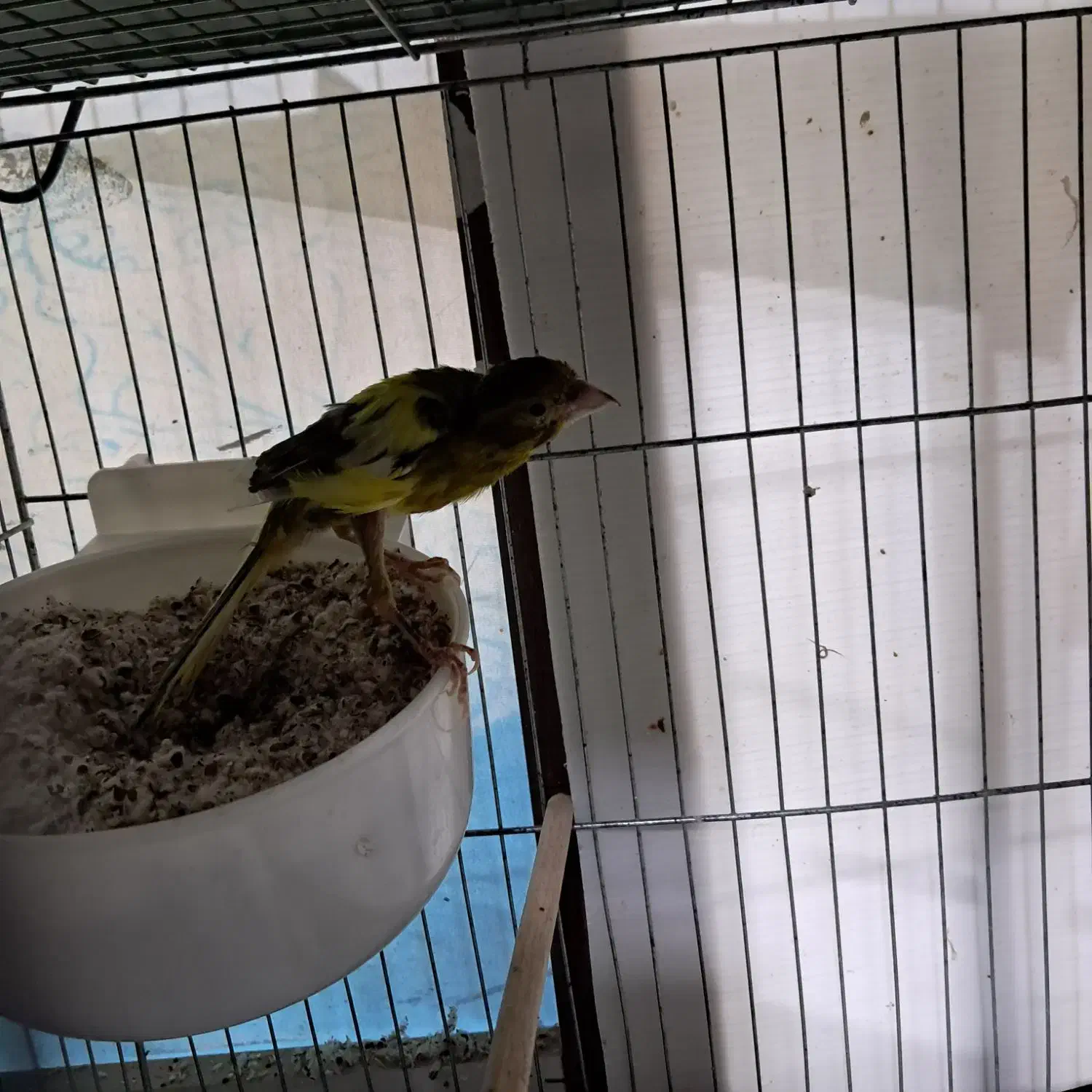 ۲جفت قناری یسرجیبر سوقدیم|پرنده|قزوین, |دیوار