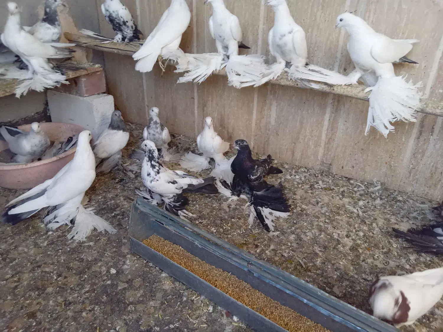 کبوتر توحلی|پرنده|آذرشهر, |دیوار