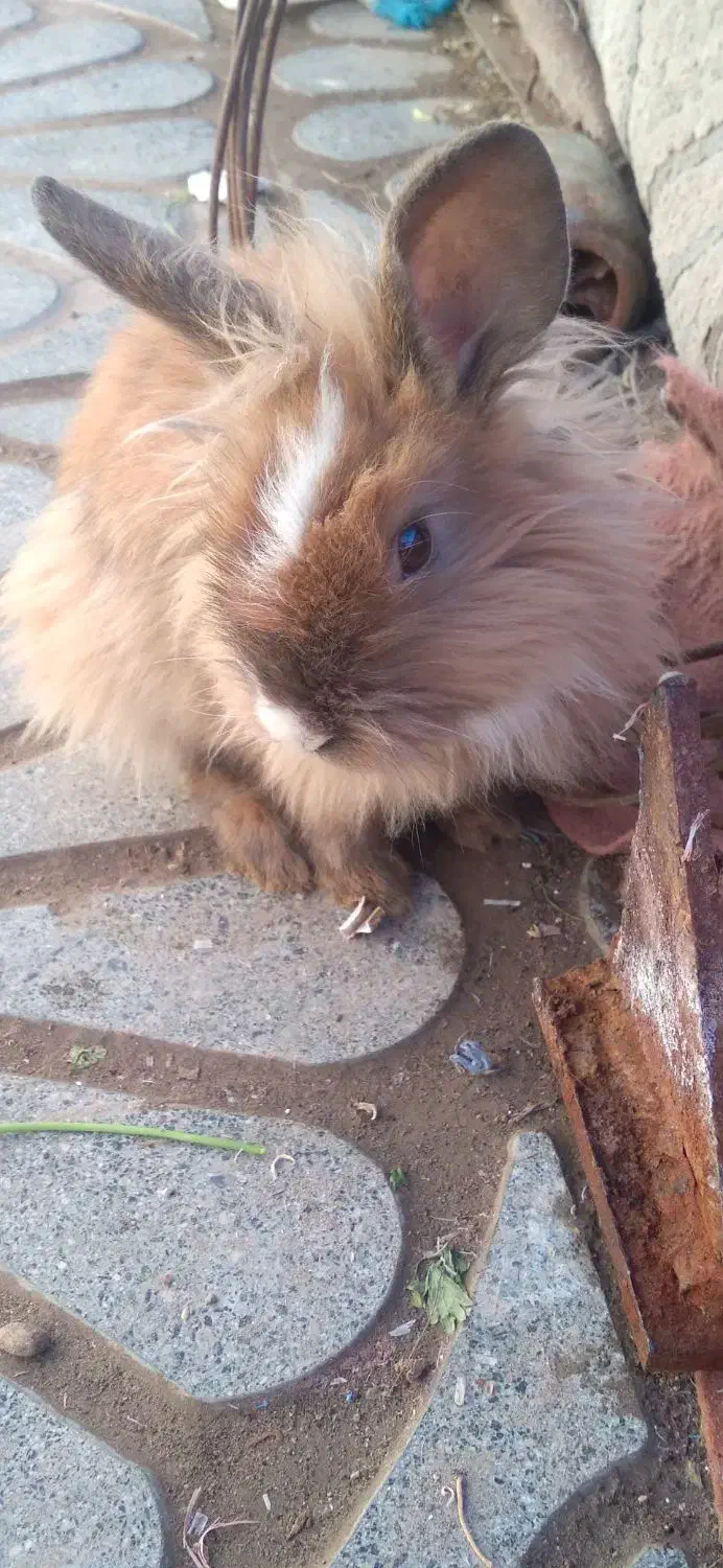 خرگوش|موش و خرگوش|تربت جام, خیرآباد|دیوار