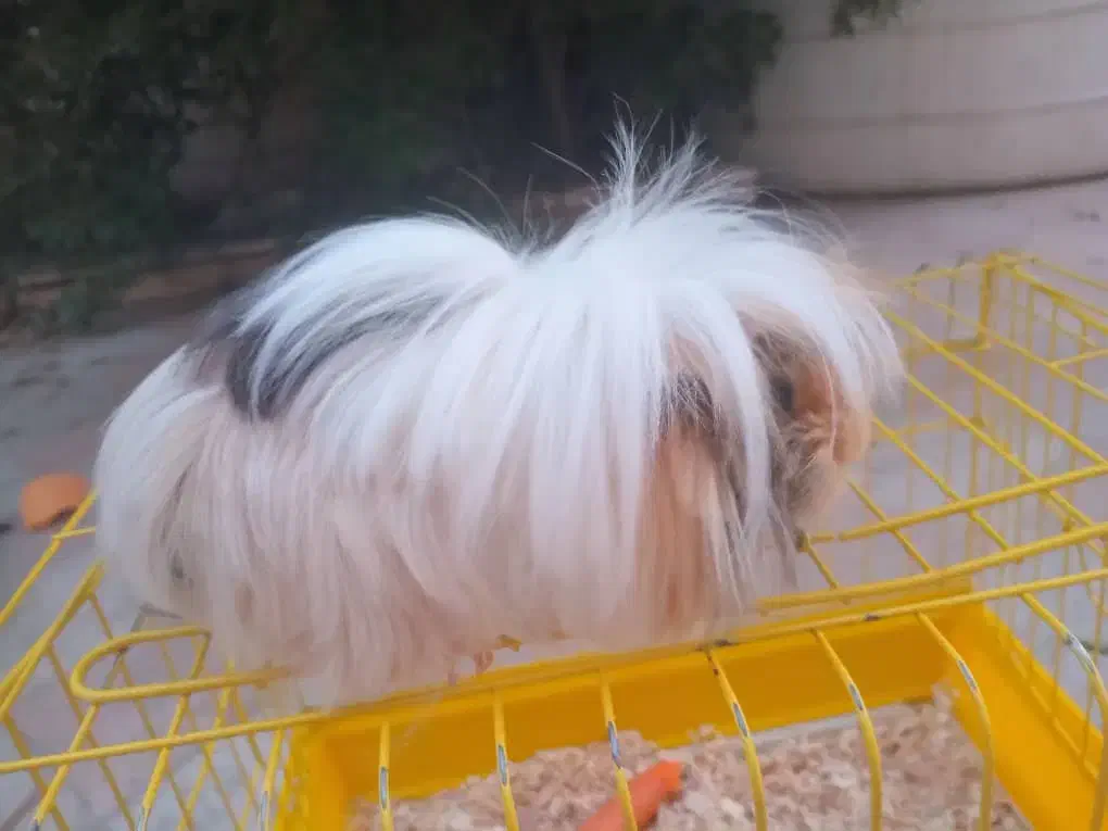 خوکچه هندی ماده|موش و خرگوش|تهران, ابوذر|دیوار