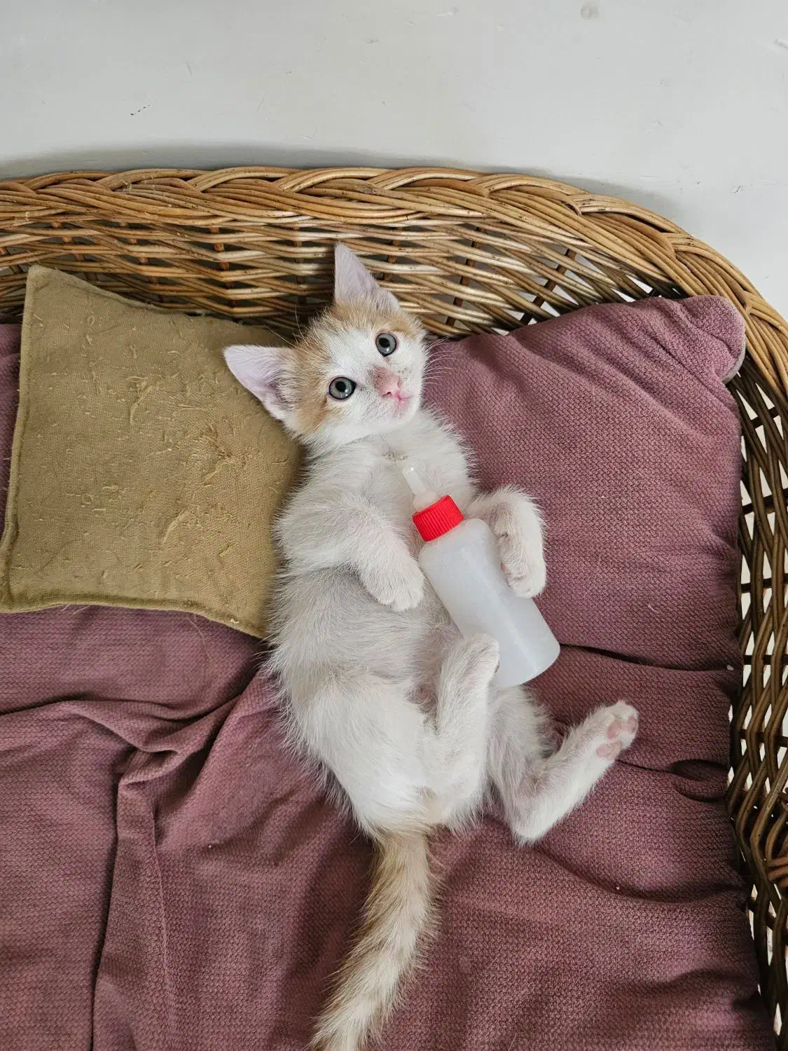 واگذاری گربه ی نر دو ماهه|گربه|تهران, فردوس|دیوار