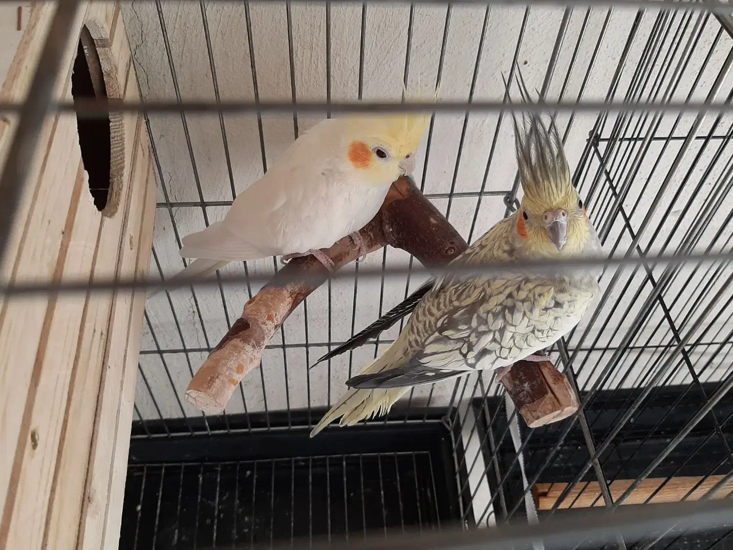 عروس هلندی مولد|پرنده|رباطکریم, رباطکریم|دیوار