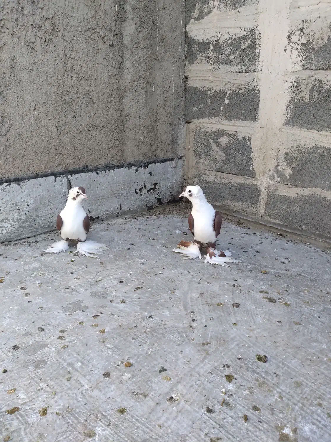 کفترالوان|پرنده|صوفیان, |دیوار