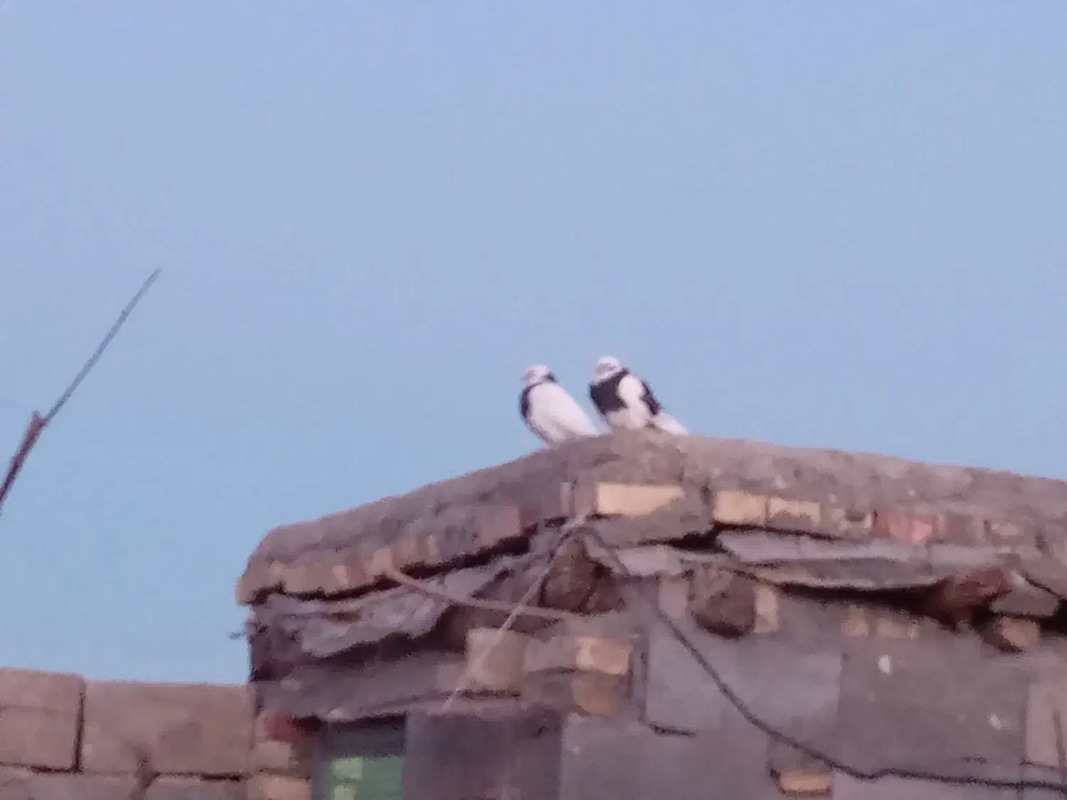 کبوتر خوب|پرنده|گندمان, |دیوار