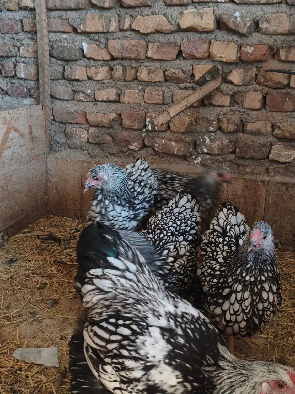 تخم ویاندوب سیلور|حیوانات مزرعه|تهران, ترمینال غرب|دیوار