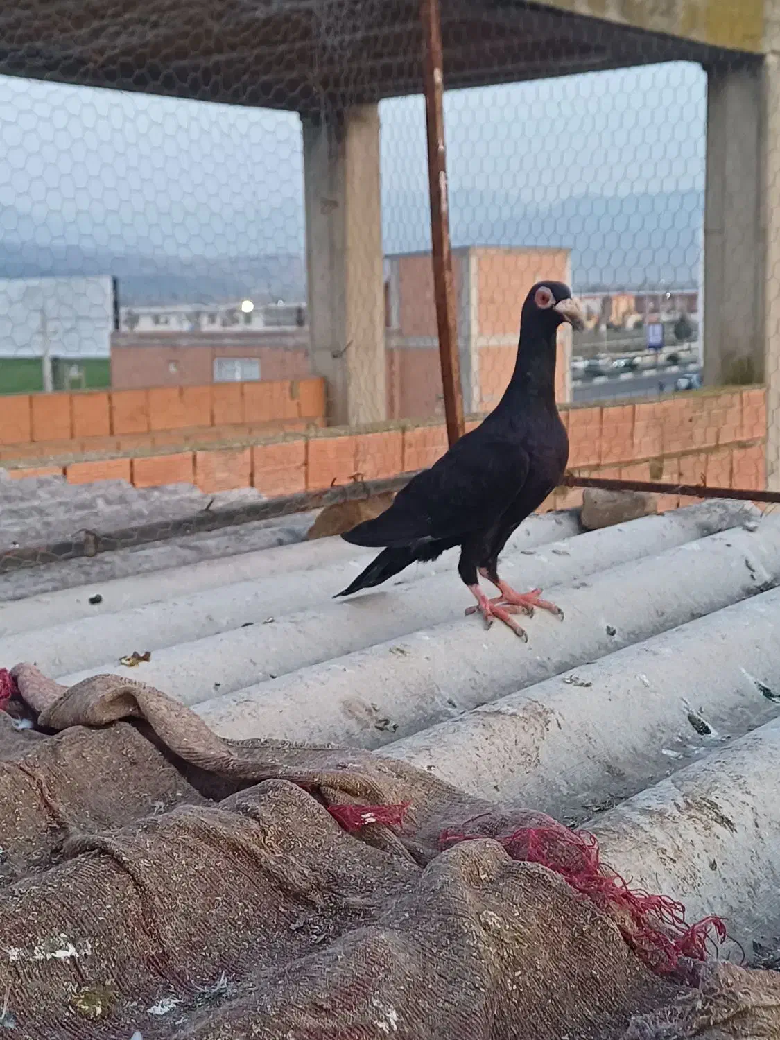 زاغ سیستانی|پرنده|نگین شهر, |دیوار