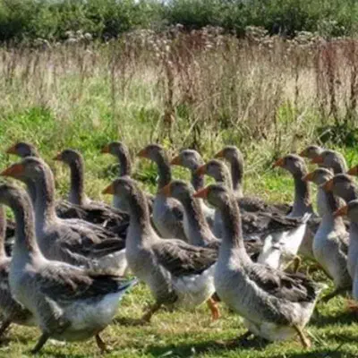 غاز|حیوانات مزرعه|شفت, |دیوار