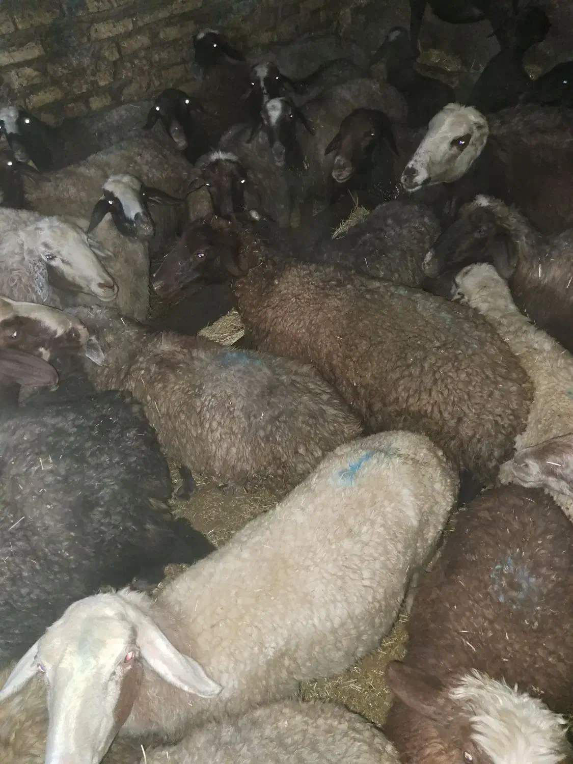 گوسفند میش|حیوانات مزرعه|هرسین, |دیوار