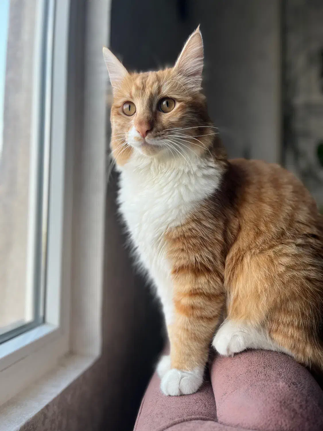 گربه|گربه|فردیس, شهرک راه آهن|دیوار