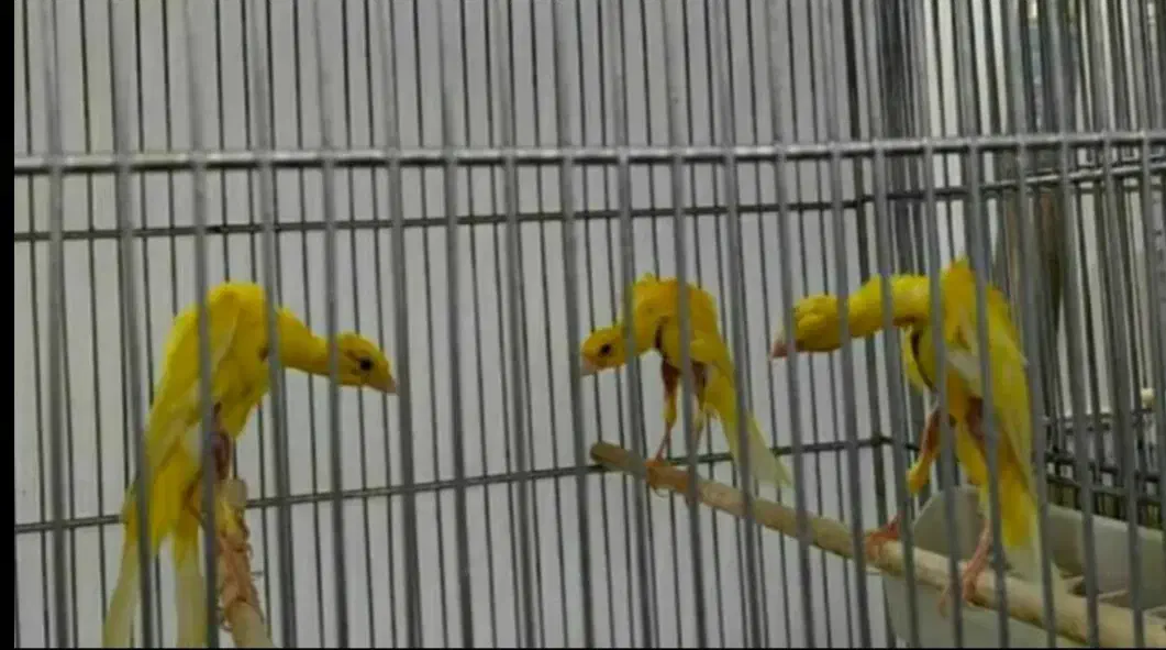 قناری جیبوس جیور سرخ پرسپولیس|پرنده|قم, لسانی|دیوار