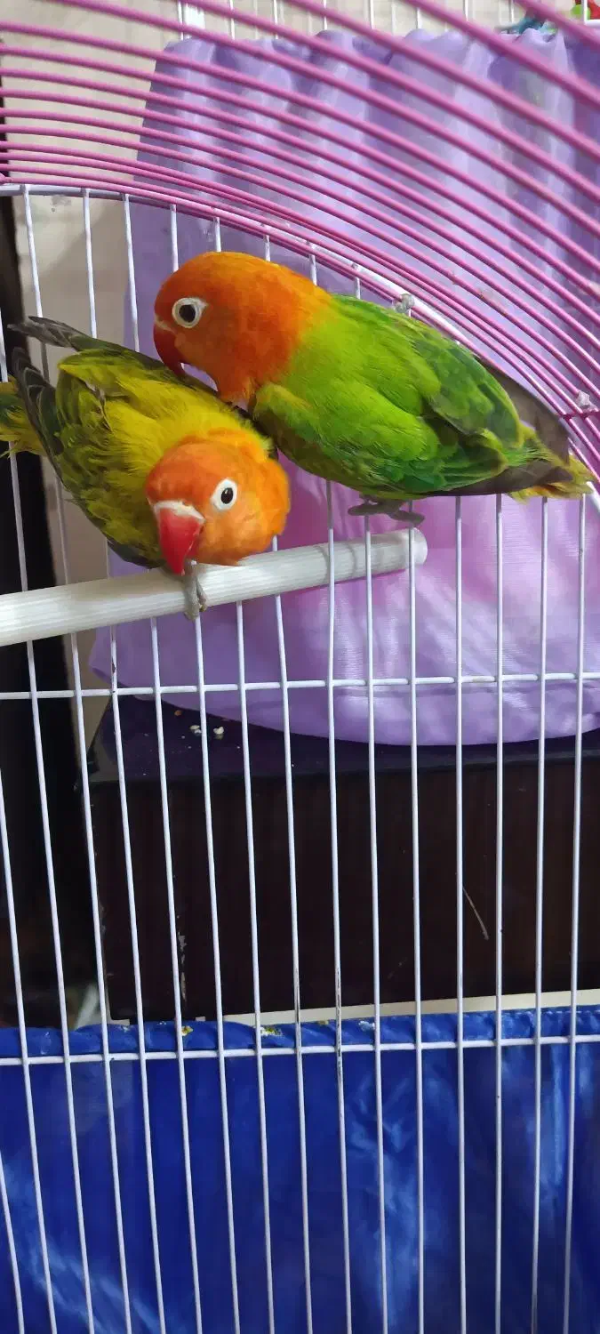 طوطی برزیلی یوینگ|پرنده|ری, دولت‌آباد|دیوار