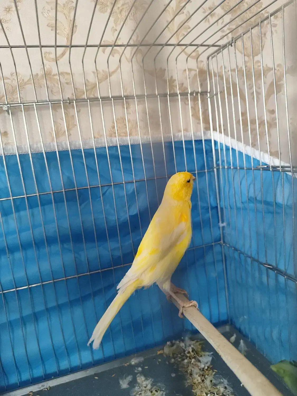 دوتا قناری نر مست|پرنده|شیراز, مسلم|دیوار