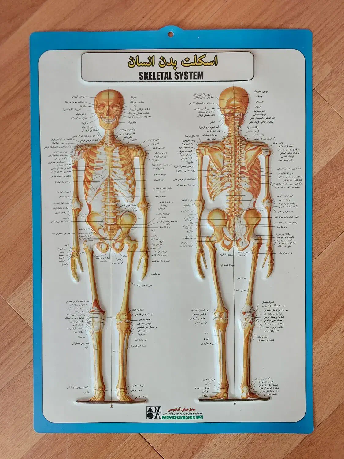 پوستر مدل آناتومی انسان برای رشته تجربی زیست شناسی|کتاب و مجله آموزشی|رشت, دیلمان|دیوار