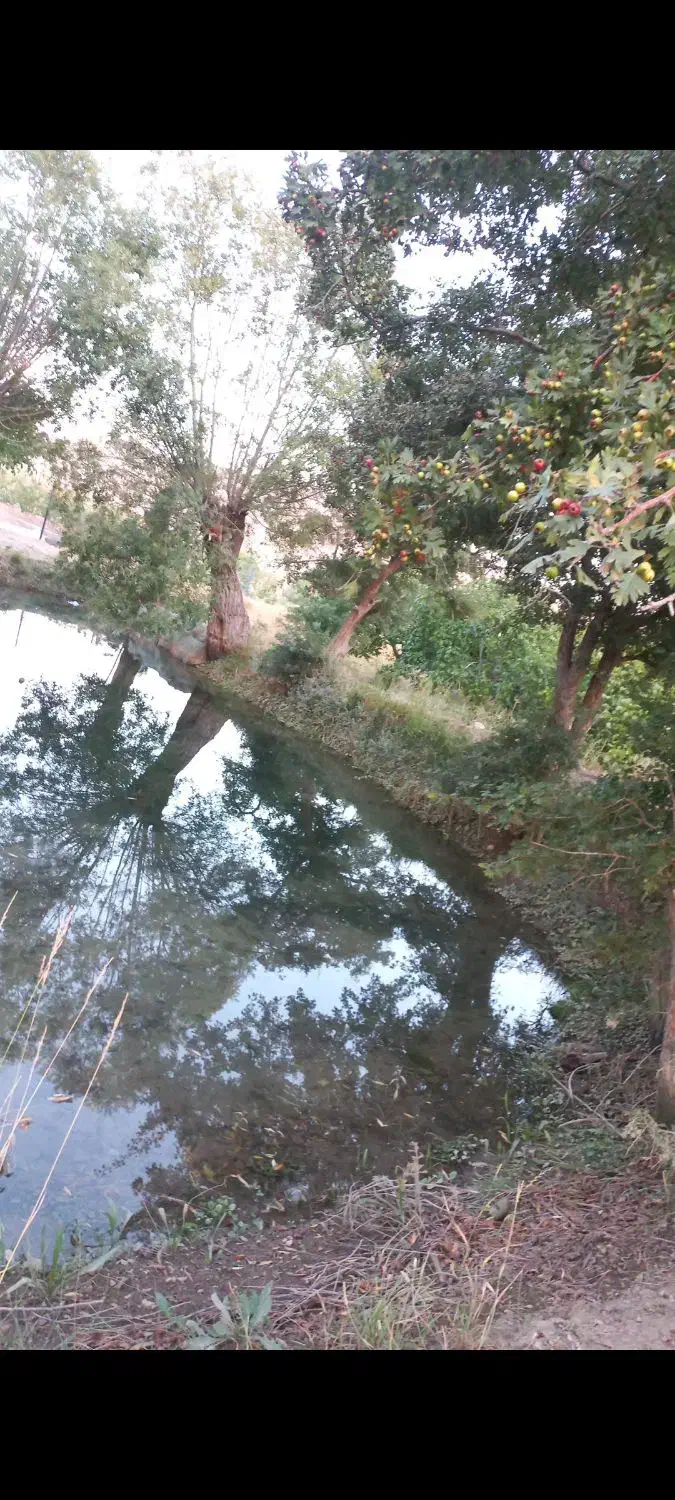 باغ۷۰۰متری|فروش زمین و ملک کلنگی|شبستر, |دیوار