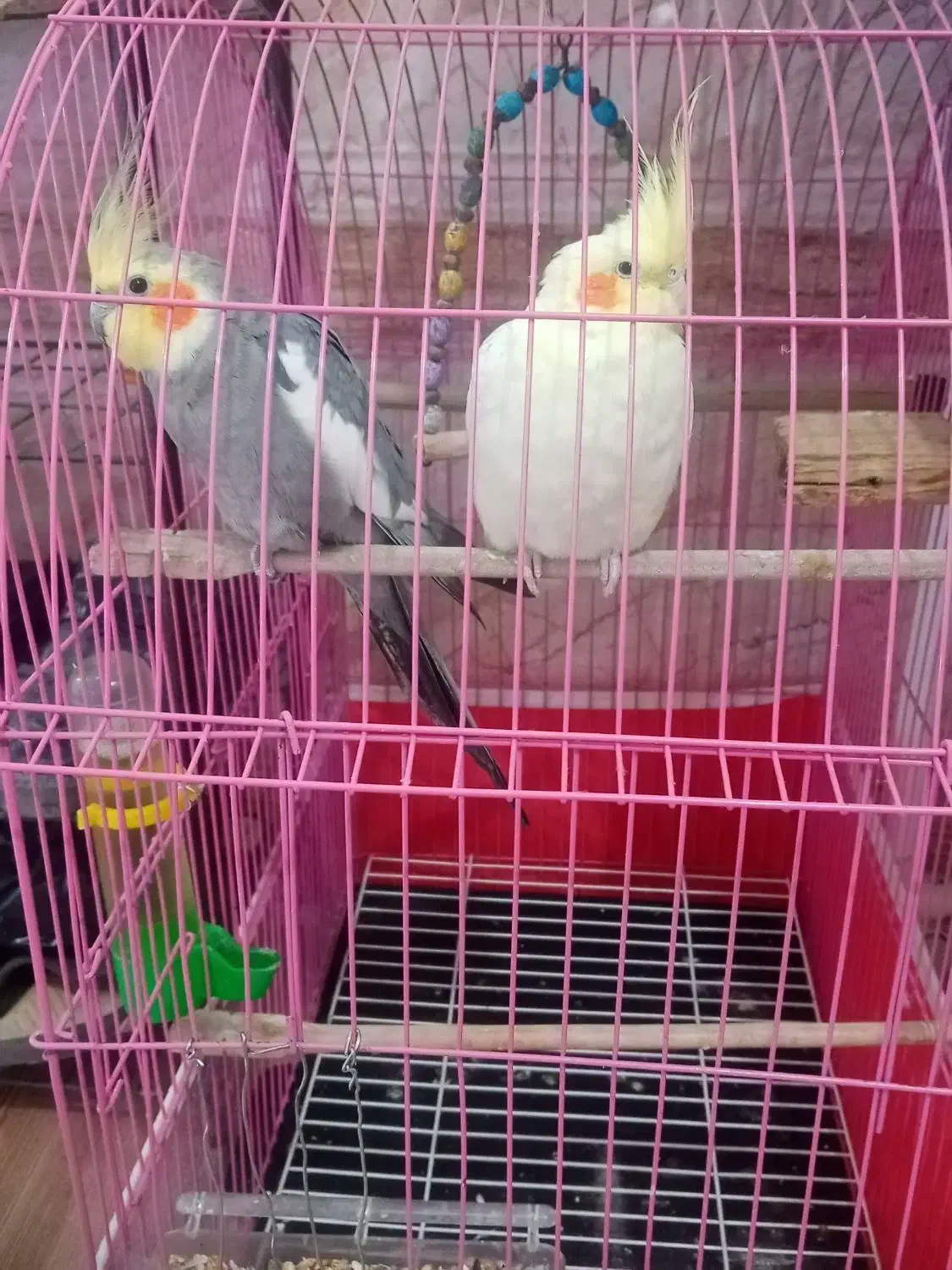 فروش عروس هلندی|پرنده|پیرانشهر, |دیوار