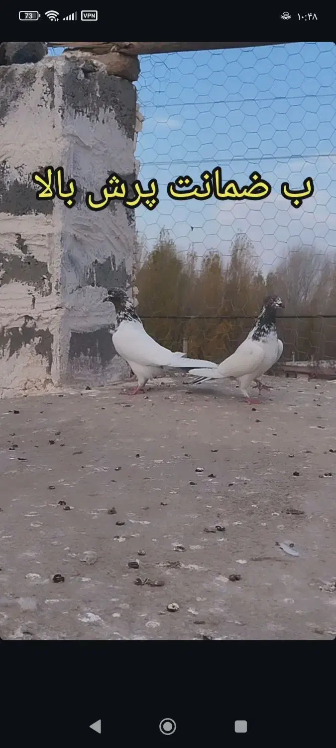 کبوتر ضمانت پرش|پرنده|مشگین شهر, |دیوار