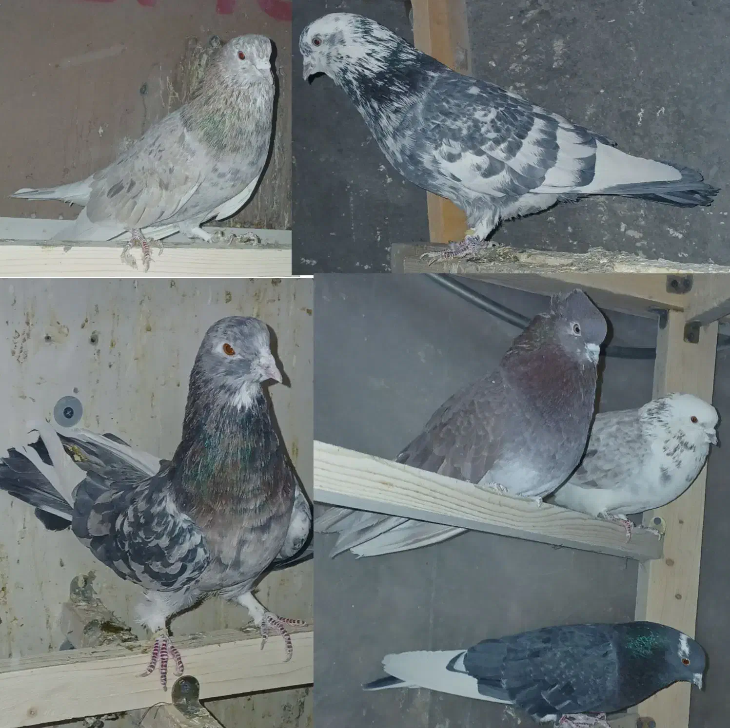 کبوتر کفتر|پرنده|الیگودرز, |دیوار