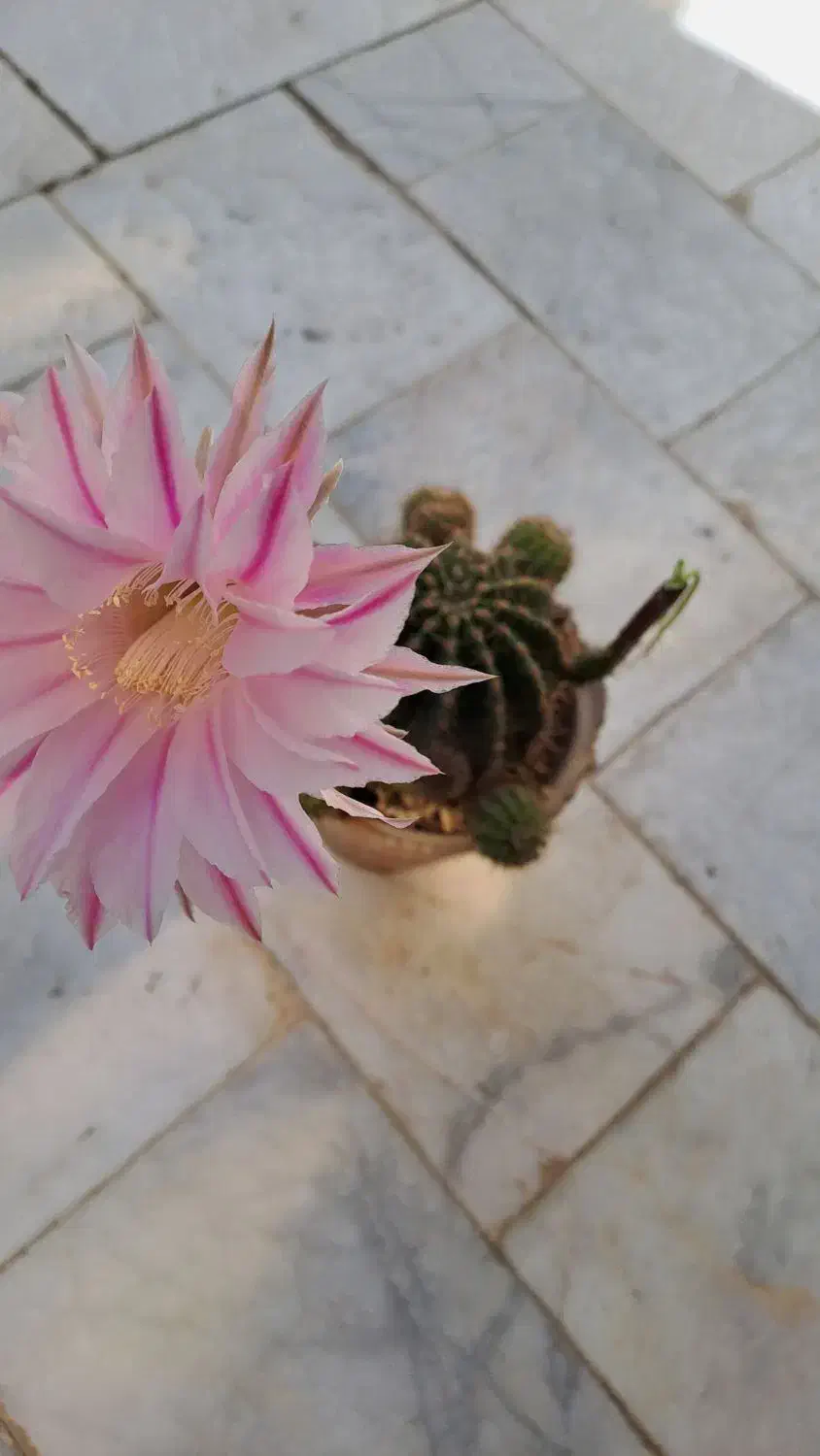 چهار عدد کاکتوس به فروش میرسد|گل و گیاه طبیعی|شاهین‌شهر, نظامی|دیوار
